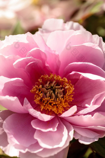粉红色的花牡丹树被称为芍药属suffruticosa