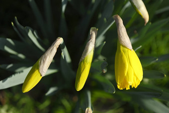 黄色的<strong>水仙花</strong>