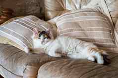 红色的白色猫说谎软沙发枕头