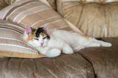 红色的白色猫说谎软沙发枕头