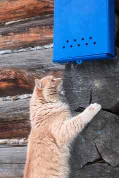 不错的红色的猫等待信明亮的蓝色的邮箱背景木墙