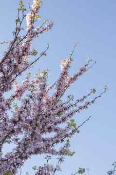 紫荆黄花东部紫荆属植物树