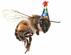 蜂蜜蜜蜂白色背景生日他