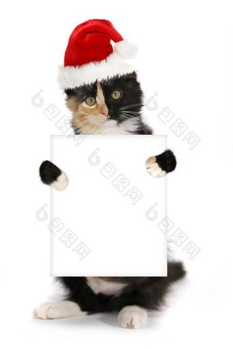 小猫持有空白标志穿圣诞节他
