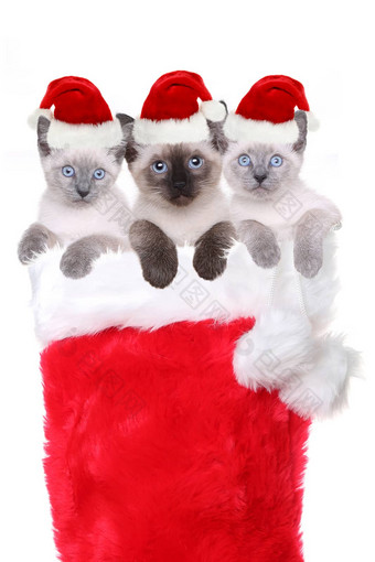 小猫长袜穿圣诞老人帽子