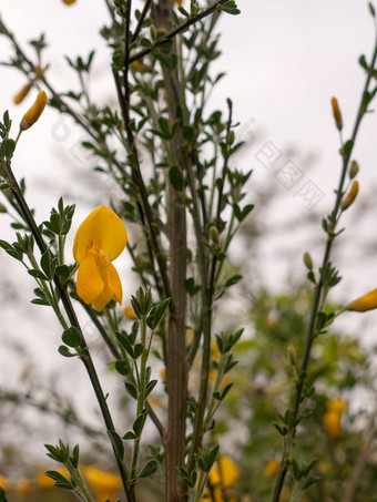 黄色的花常见的金雀花Ulex欧罗巴荆豆
