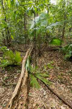 丛林杆尺寸国家公园印尼