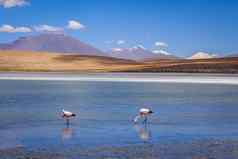 粉红色的火烈鸟Altiplano拉古纳南部利佩兹珍藏玻利维亚