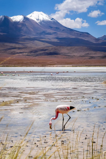 粉红色的火烈鸟拉古纳本田南部利佩兹Altiplano珍藏波尔
