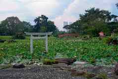 池塘荷花日本花园新加坡