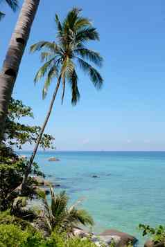 棕榈海异国情调的热带景观