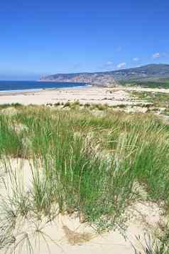沙子沙丘海滩景观阳光明媚的夏天一天