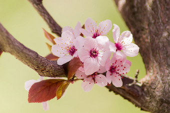 花观赏<strong>李</strong>子树特写镜头