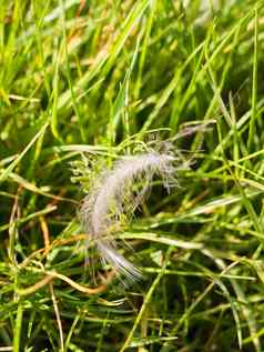 详细的蜘蛛网一般的羽毛铺设摇摆郁郁葱葱的