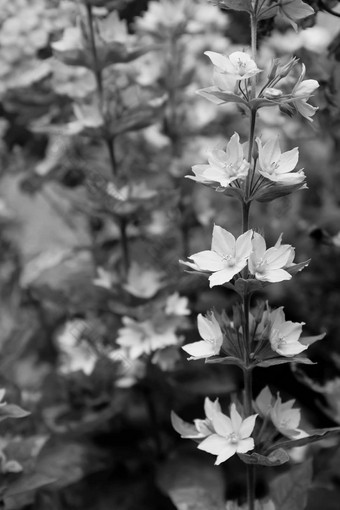 用钉子钉上珍珠菜花散景花园