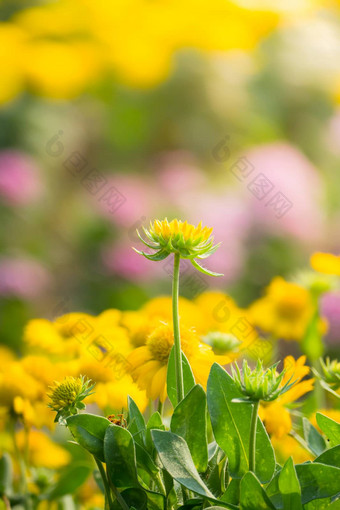 背景图像色彩斑斓的花