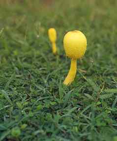 有毒的黄色的蘑菇白细胞伯恩鲍米