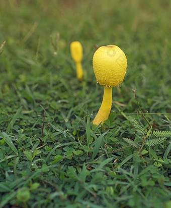 有毒的黄色的蘑菇<strong>白细胞</strong>伯恩鲍米