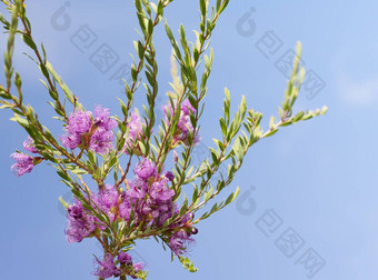 澳大利亚白千层属灌木thymifolia本地的紫色的野花
