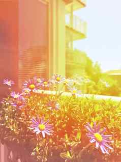 阳光明媚的阳台盛开的雏菊