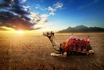 骆驼<strong>沙漠</strong>