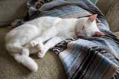白色猫伸展运动沙发上