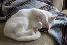 白色猫卷沙发上
