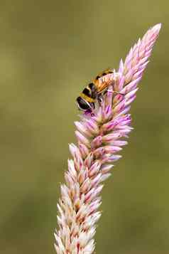 图像蜜蜂栖息花自然背景昆虫动物