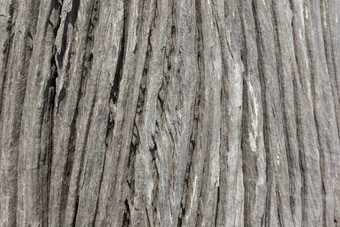 粗糙的木纹理木纹理木背景树
