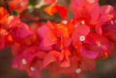 关闭色彩斑斓的花花背景花园热带巴厘岛岛印尼