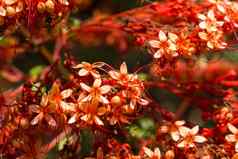 关闭色彩斑斓的花花背景花园热带巴厘岛岛印尼