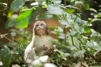 小猴子猴子森林乌布巴厘岛印尼