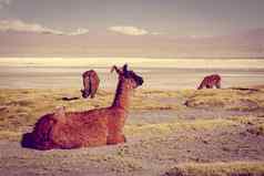 骆驼的群拉古纳科罗拉达南部利佩兹Altiplano珍藏勃利