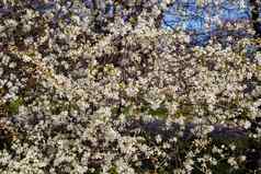 白色樱桃花朵春天开花