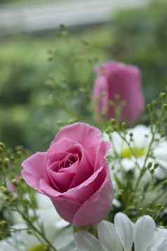 粉红色的玫瑰白色黛西