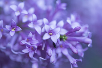 关闭美丽的淡紫色花背景