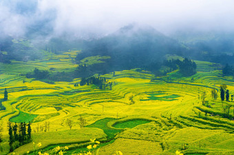 油菜场油菜籽花场早....雾罗平中国