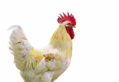 图像鸡孤立的白色背景农场动物