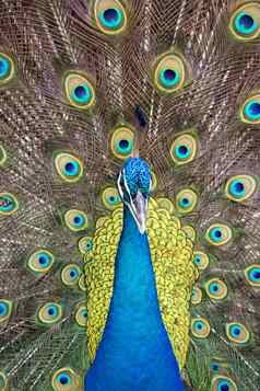 图像孔雀显示美丽的羽毛野生动物