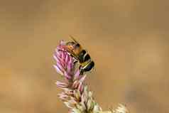 图像蜜蜂栖息花自然背景昆虫动物