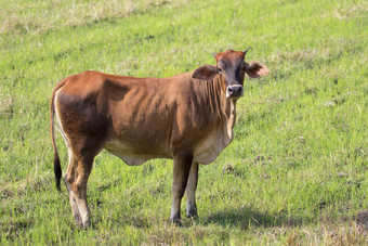 图像棕色（的）牛自然背景农场动物