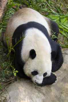 图像熊猫自然背景野生动物