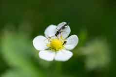 蚂蚁飞行昆虫白色花