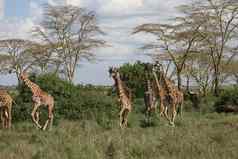 野生长颈鹿哺乳动物非洲萨凡纳肯尼亚长颈鹿鹿豹座