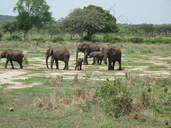 动物野生大象野生动物自然哺乳动物Safari非洲非洲公园大国家走储备背景旅行萨凡纳肯尼亚草图斯克在户外食草风景权力美厚皮类动物头象征危险雄伟的坦桑尼亚荒野