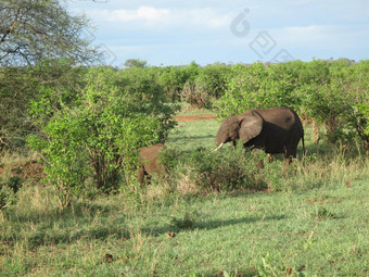 动物野生大象野生动物自然哺乳动物Safari<strong>非洲非洲</strong>公园大国家走储备背景旅行萨凡纳肯尼亚草图斯克在户外食草<strong>风景</strong>权力美厚皮类动物头象征危险雄伟的坦桑尼亚荒野