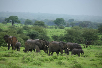 动物野生大象野生动物自然哺乳动物Safari非洲非洲公园大国家走储备背景旅行萨凡纳肯尼亚草图斯克在户外食草风景权力美厚皮类动物头象征危险雄伟的坦桑尼亚荒野
