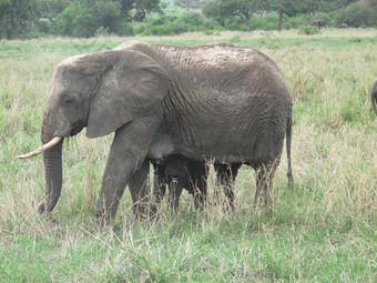 动物野生大象野生动物自然哺乳动物Safari非洲非洲公园大国家走储备背景旅行萨凡纳肯尼亚草图斯克在户外食草风景权力美厚皮类动物头象征危险雄伟的坦桑尼亚荒野