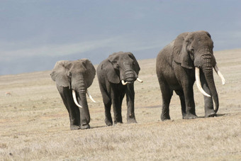 动物野生大象野生动物自然哺乳动物Safari<strong>非洲非洲</strong>公园大国家走储备背景旅行萨凡纳肯尼亚草图斯克在户外食草<strong>风景</strong>权力美厚皮类动物头象征危险雄伟的坦桑尼亚荒野