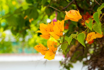 盛开的叶子花属<strong>品红</strong>色的叶子花属花花背景